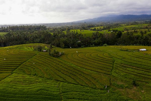 Scenic volcanic mountain towering over lush green rice terraces in Bali