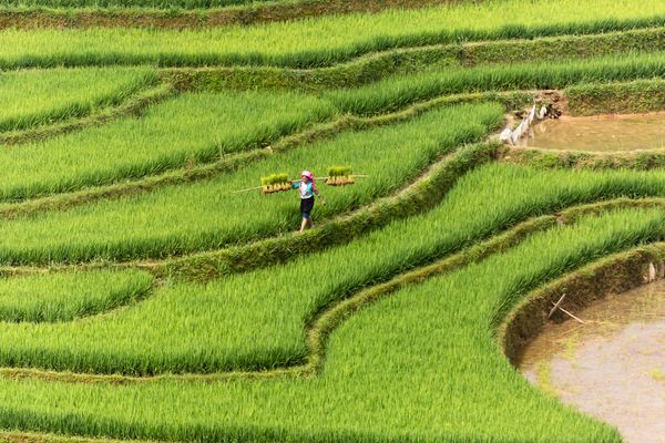 Vibrant emerald rice paddies stretching across Vietnamese countryside